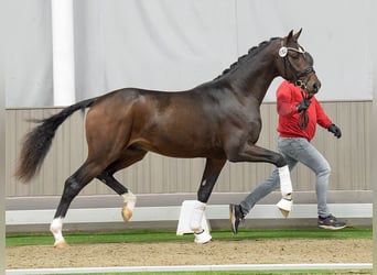 Oldenburger, Hengst, 2 Jaar, Donkerbruin