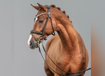 Oldenburger, Hengst, 2 Jaar, Donkere-vos