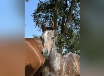 Oldenburger, Hengst, 2 Jaar, Schimmel