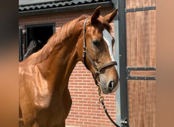 Oldenburger, Hengst, 2 Jaar, Vos