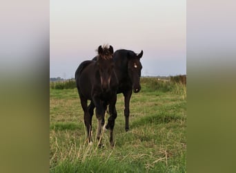 Oldenburger, Hengst, 2 Jaar, Zwart