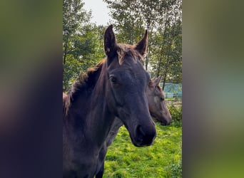 Oldenburger, Hengst, 2 Jaar, Zwart
