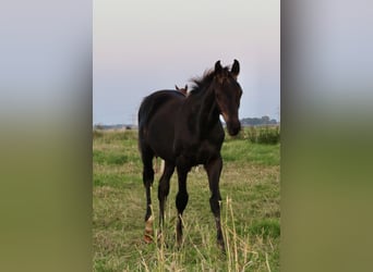 Oldenburger, Hengst, 2 Jaar, Zwart