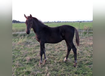 Oldenburger, Hengst, 2 Jaar, Zwart