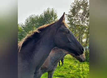 Oldenburger, Hengst, 2 Jaar, Zwart