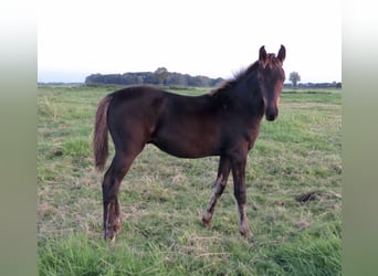 Oldenburger, Hengst, 2 Jaar, Zwart