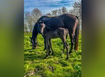 Oldenburger, Hengst, 2 Jaar, Zwart