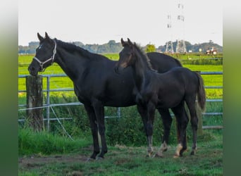 Oldenburger, Hengst, 2 Jaar, Zwart