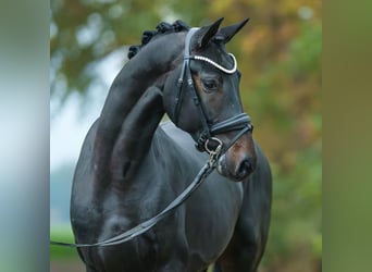 Oldenburger, Hengst, 2 Jaar, Zwartbruin