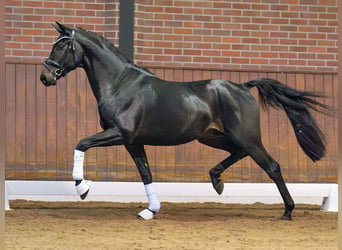 Oldenburger, Hengst, 2 Jaar, Zwartbruin