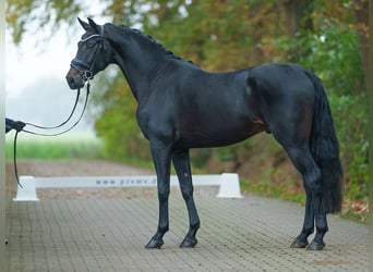 Oldenburger, Hengst, 2 Jaar, Zwartbruin