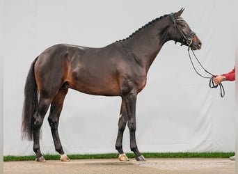 Oldenburger, Hengst, 2 Jaar, Zwartbruin