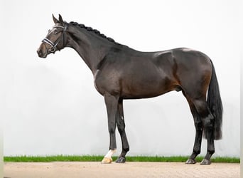 Oldenburger, Hengst, 2 Jaar, Zwartbruin