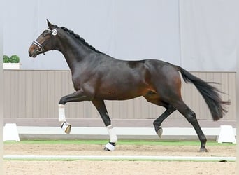 Oldenburger, Hengst, 2 Jaar, Zwartbruin