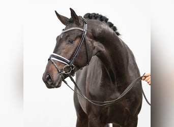 Oldenburger, Hengst, 2 Jaar, Zwartbruin
