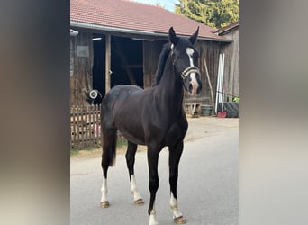 Oldenburger, Hengst, 2 Jahre, 160 cm, Schwarzbrauner