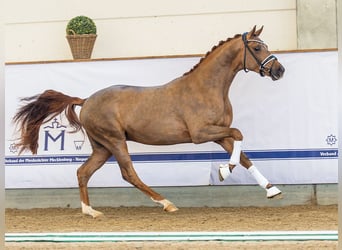 Oldenburger, Hengst, 2 Jahre, 162 cm, Dunkelfuchs