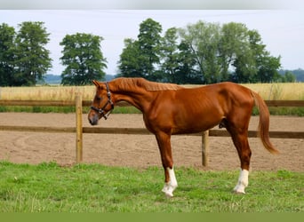 Oldenburger, Hengst, 2 Jahre, 162 cm, Fuchs