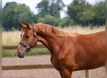 Oldenburger, Hengst, 2 Jahre, 162 cm, Fuchs