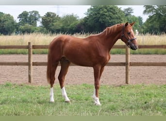 Oldenburger, Hengst, 2 Jahre, 162 cm, Fuchs
