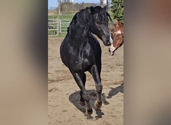 Oldenburger, Hengst, 2 Jahre, 162 cm, Rappe