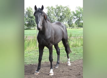 Oldenburger, Hengst, 2 Jahre, 162 cm, Rappe