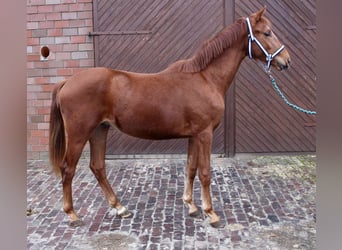 Oldenburger, Hengst, 2 Jahre, 163 cm, Fuchs