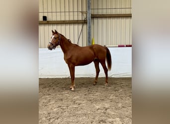 Oldenburger, Hengst, 2 Jahre, 163 cm, Fuchs