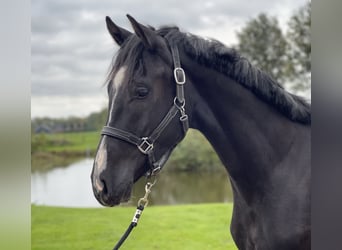 Oldenburger, Hengst, 2 Jahre, 163 cm, Rappe