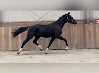 Oldenburger, Hengst, 2 Jahre, 163 cm, Rappe