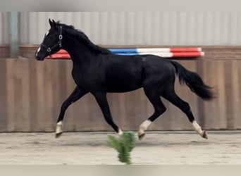 Oldenburger, Hengst, 2 Jahre, 163 cm, Rappe