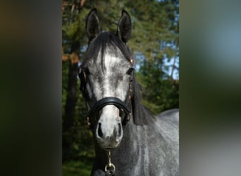 Oldenburger, Hengst, 2 Jahre, 164 cm, Apfelschimmel