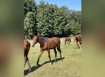 Oldenburger, Hengst, 2 Jahre, 165 cm, Brauner