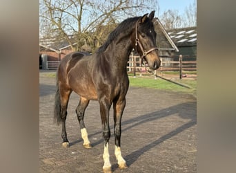 Oldenburger, Hengst, 2 Jahre, 165 cm, Dunkelbrauner