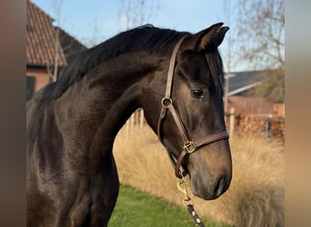 Oldenburger, Hengst, 2 Jahre, 165 cm, Dunkelbrauner