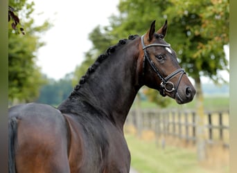 Oldenburger, Hengst, 2 Jahre, 165 cm, Dunkelbrauner