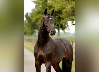 Oldenburger, Hengst, 2 Jahre, 165 cm, Dunkelbrauner