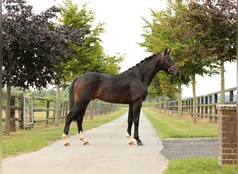Oldenburger, Hengst, 2 Jahre, 165 cm, Dunkelbrauner
