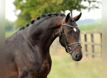 Oldenburger, Hengst, 2 Jahre, 165 cm, Dunkelbrauner