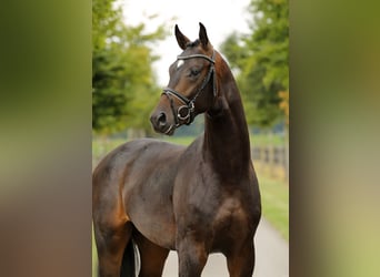 Oldenburger, Hengst, 2 Jahre, 165 cm, Dunkelbrauner
