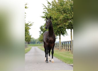 Oldenburger, Hengst, 2 Jahre, 165 cm, Dunkelbrauner