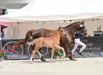 Oldenburger, Hengst, 2 Jahre, 165 cm, Dunkelfuchs