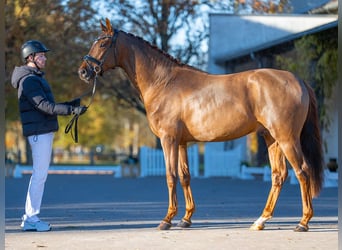 Oldenburger, Hengst, 2 Jahre, 165 cm, Dunkelfuchs