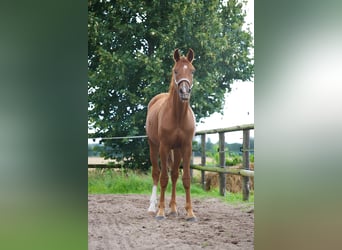 Oldenburger, Hengst, 2 Jahre, 165 cm, Fuchs