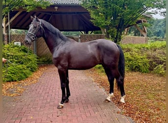 Oldenburger, Hengst, 2 Jahre, 165 cm, Rappe