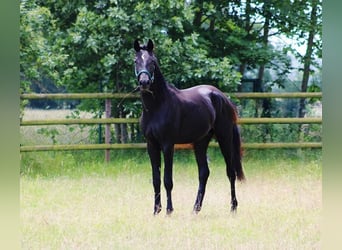 Oldenburger, Hengst, 2 Jahre, 165 cm, Rappe