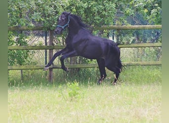 Oldenburger, Hengst, 2 Jahre, 165 cm, Rappe