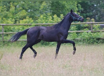 Oldenburger, Hengst, 2 Jahre, 165 cm, Rappe