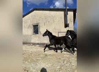 Oldenburger, Hengst, 2 Jahre, 165 cm, Rappe