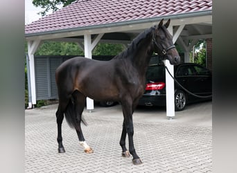 Oldenburger, Hengst, 2 Jahre, 165 cm, Schwarzbrauner